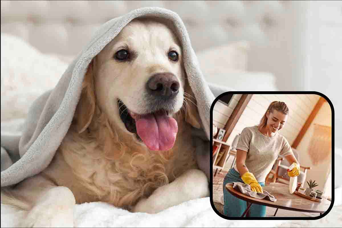 Animali domestici e casa che brilla: gli oggetti indispensabili