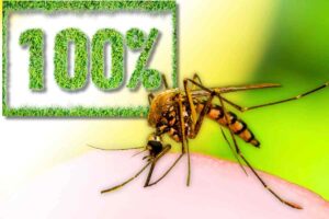 ingredienti naturali contro punture zanzara